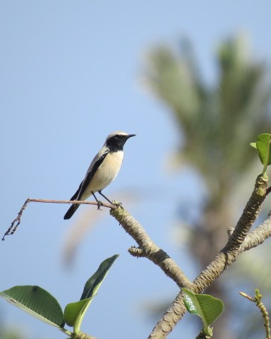 Desert Wheatear - ML645082819