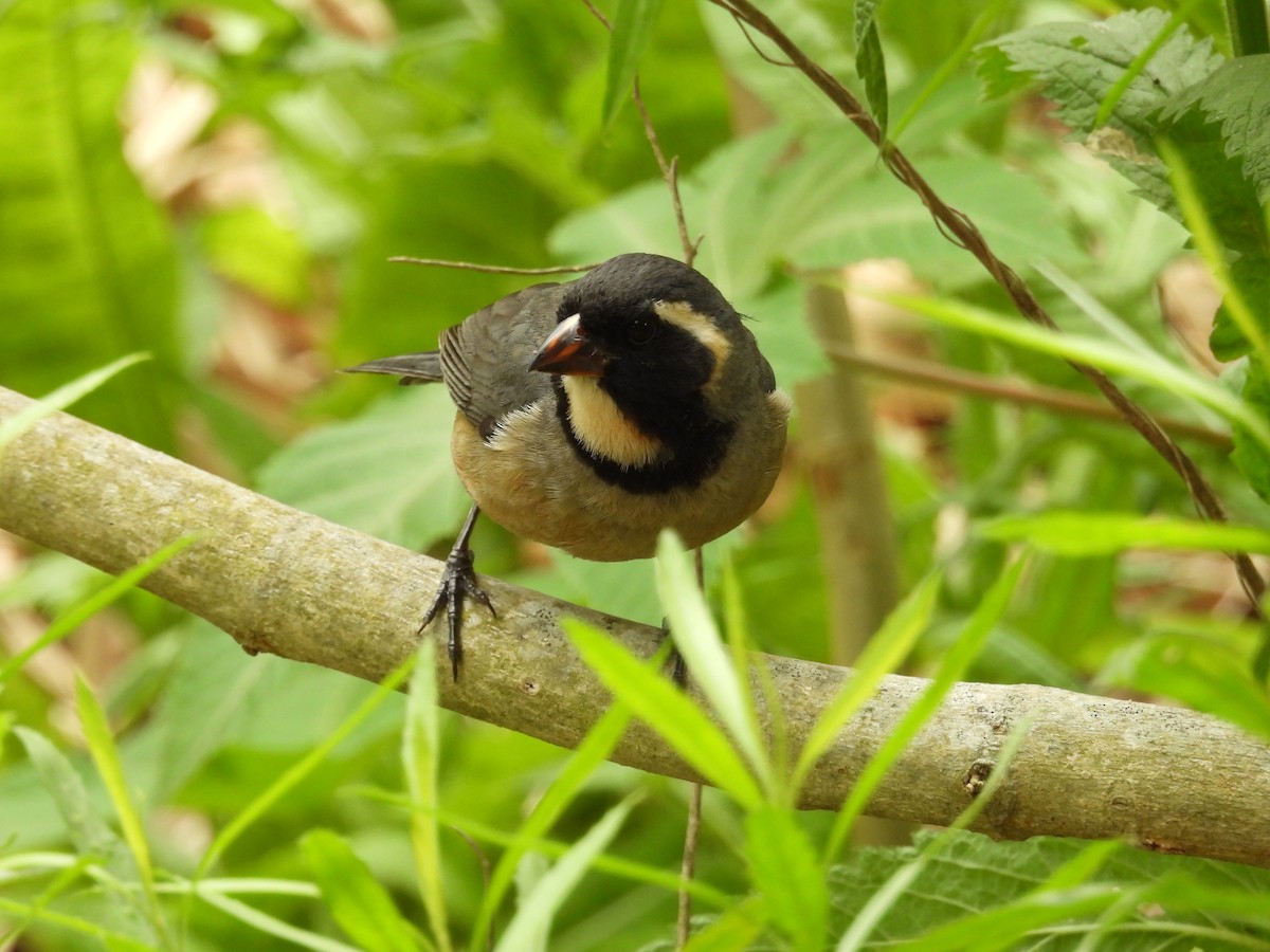 Golden-billed Saltator - ML645082822