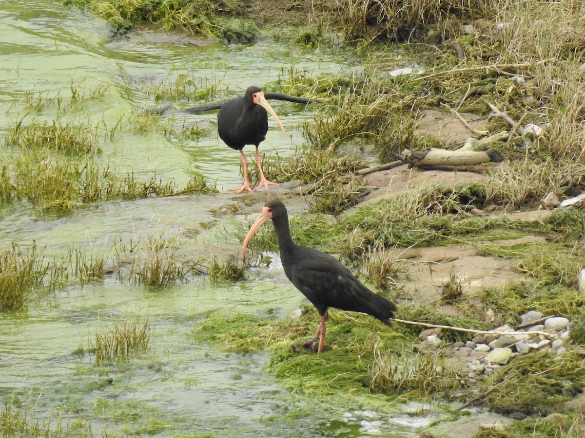 Ibis Afeitado - ML645082830