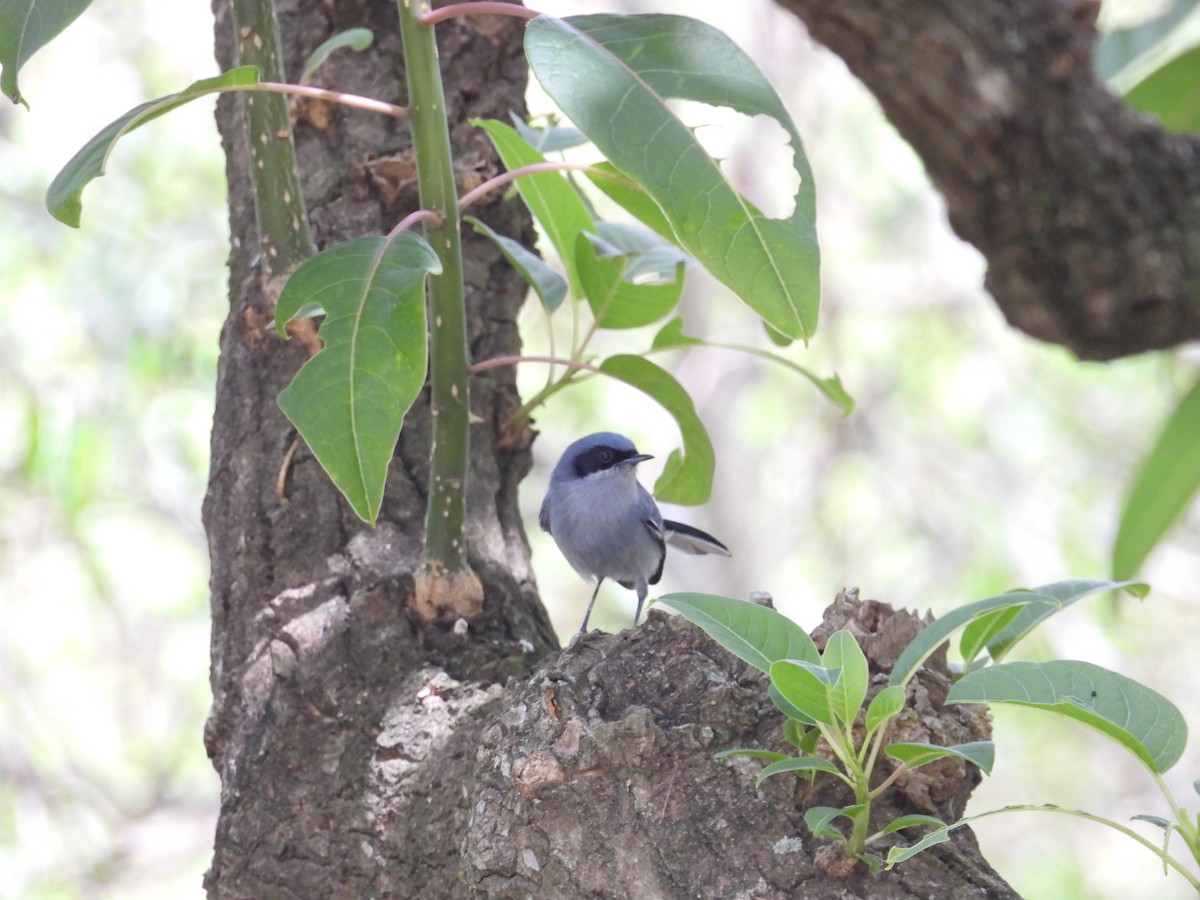 Masked Gnatcatcher - ML645082835
