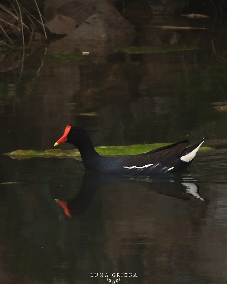 Amerika Sutavuğu - ML645082838