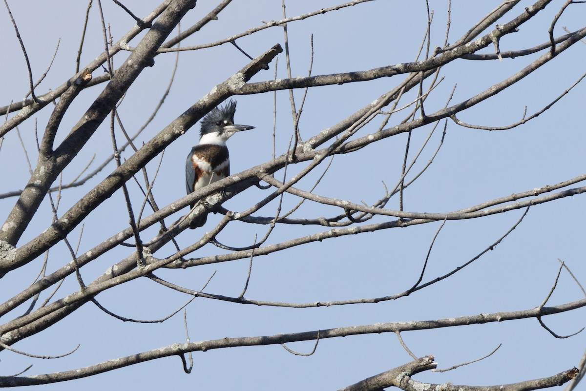 Опоясанный зимородок - ML645082863