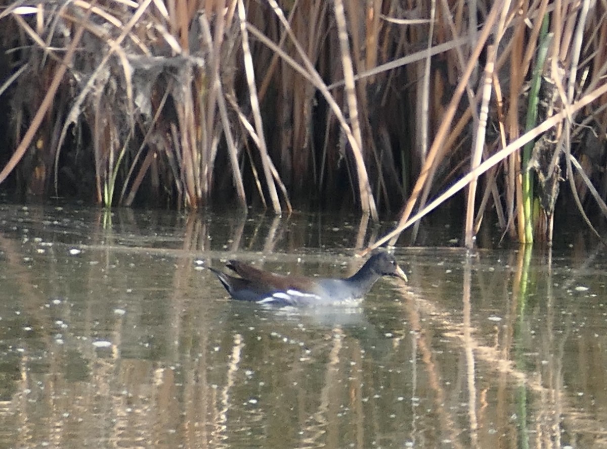 Amerika Sutavuğu - ML645082866