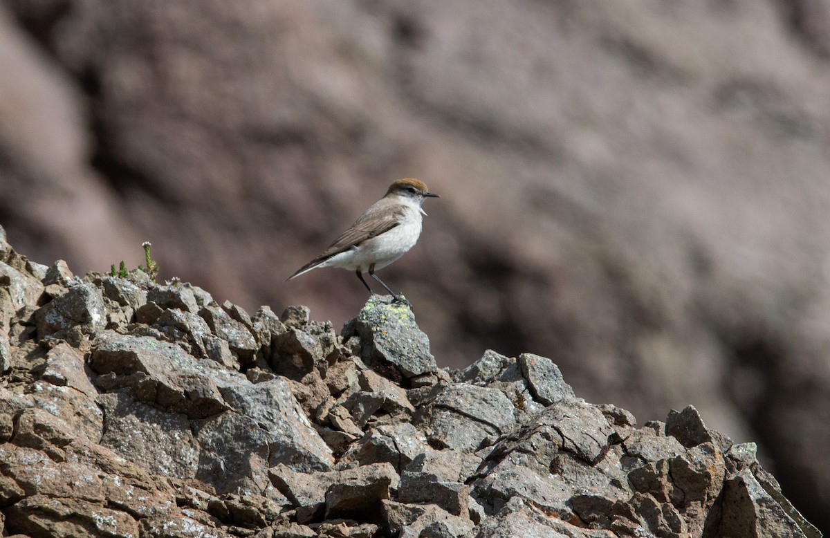 White-browed Ground-Tyrant - ML645082873