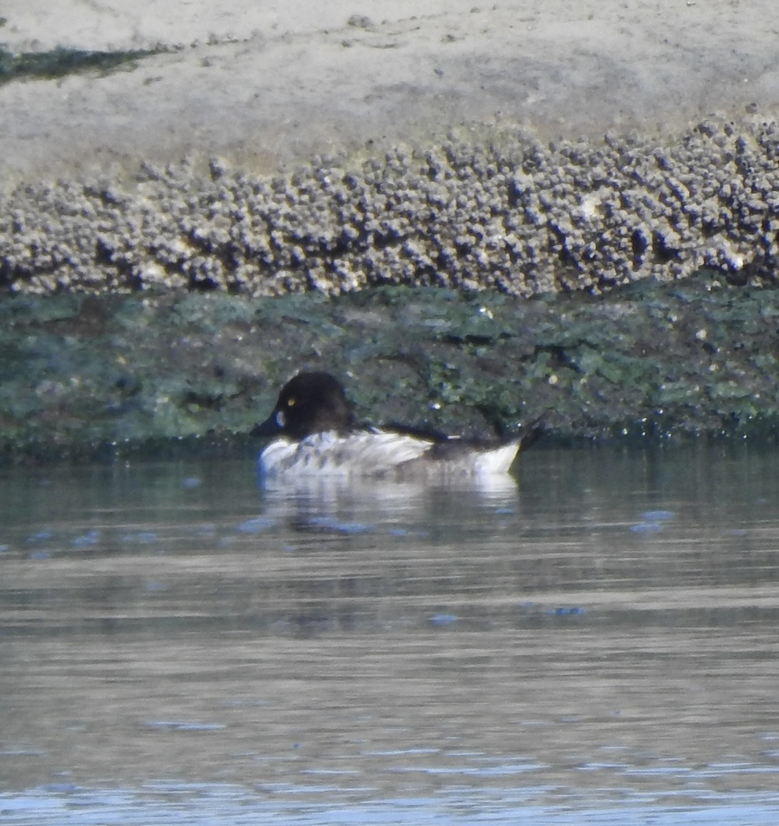 Common Goldeneye - ML645082890