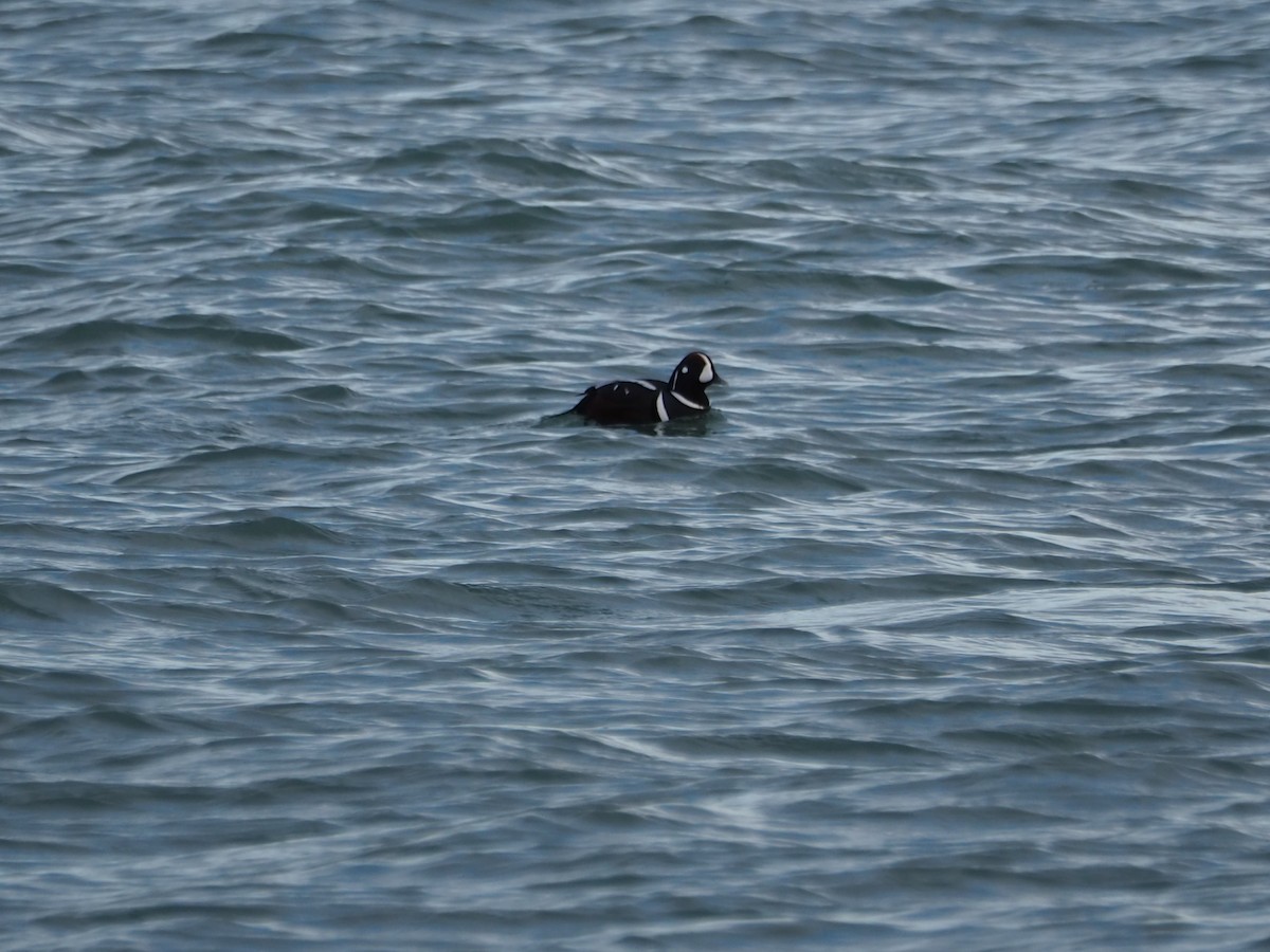 Ahate arlekina - ML645082891