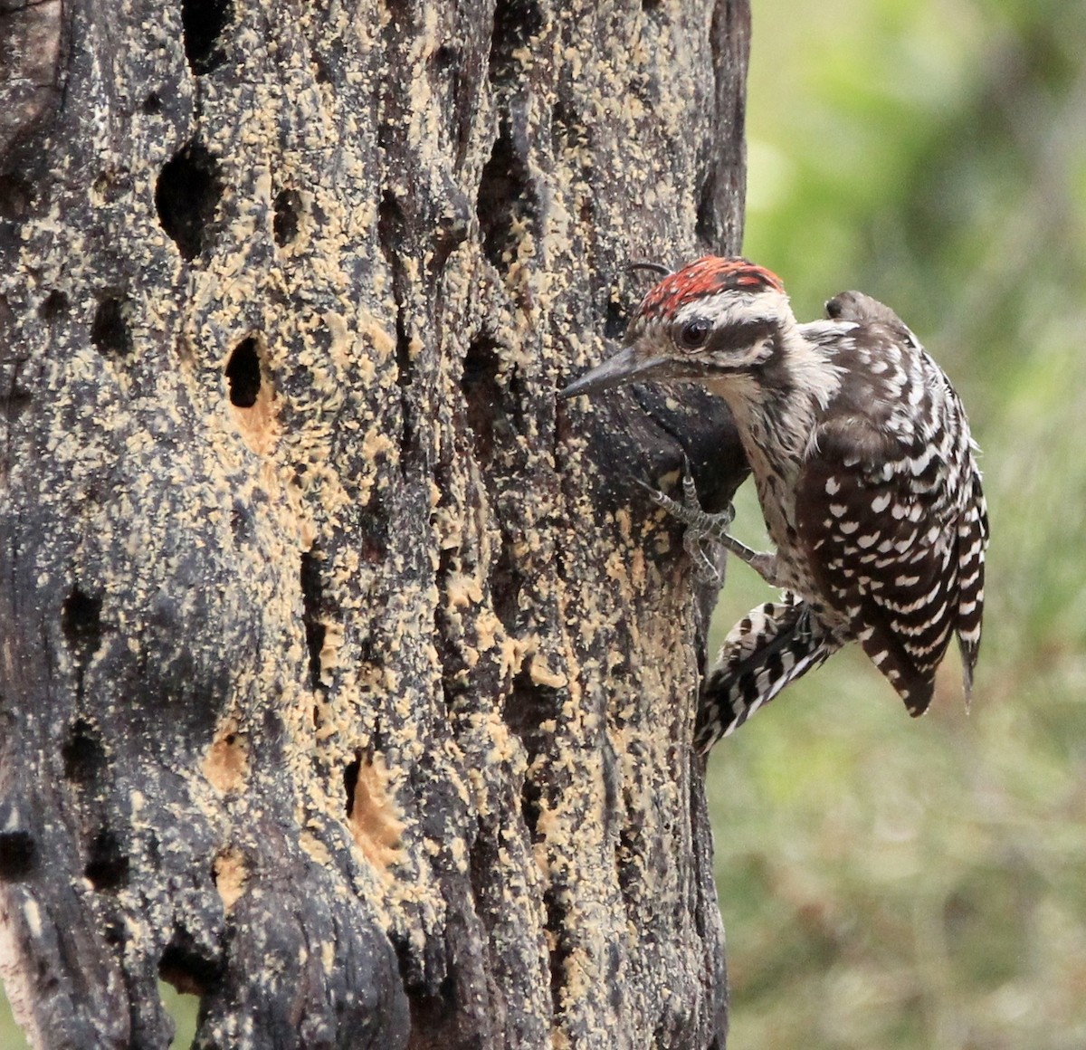 Ladder-backed Woodpecker - ML645082892