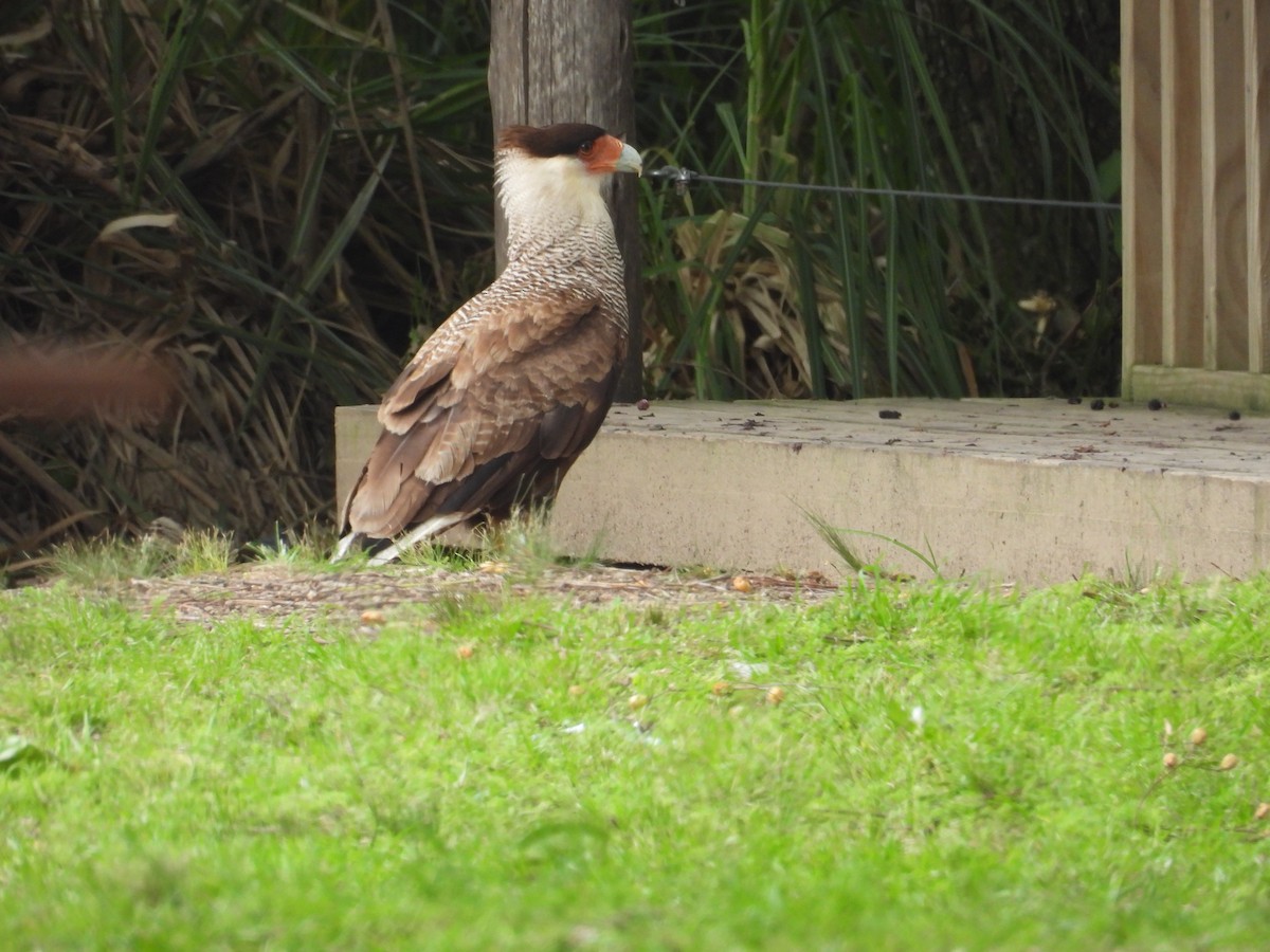 Crested Caracara - ML645082893