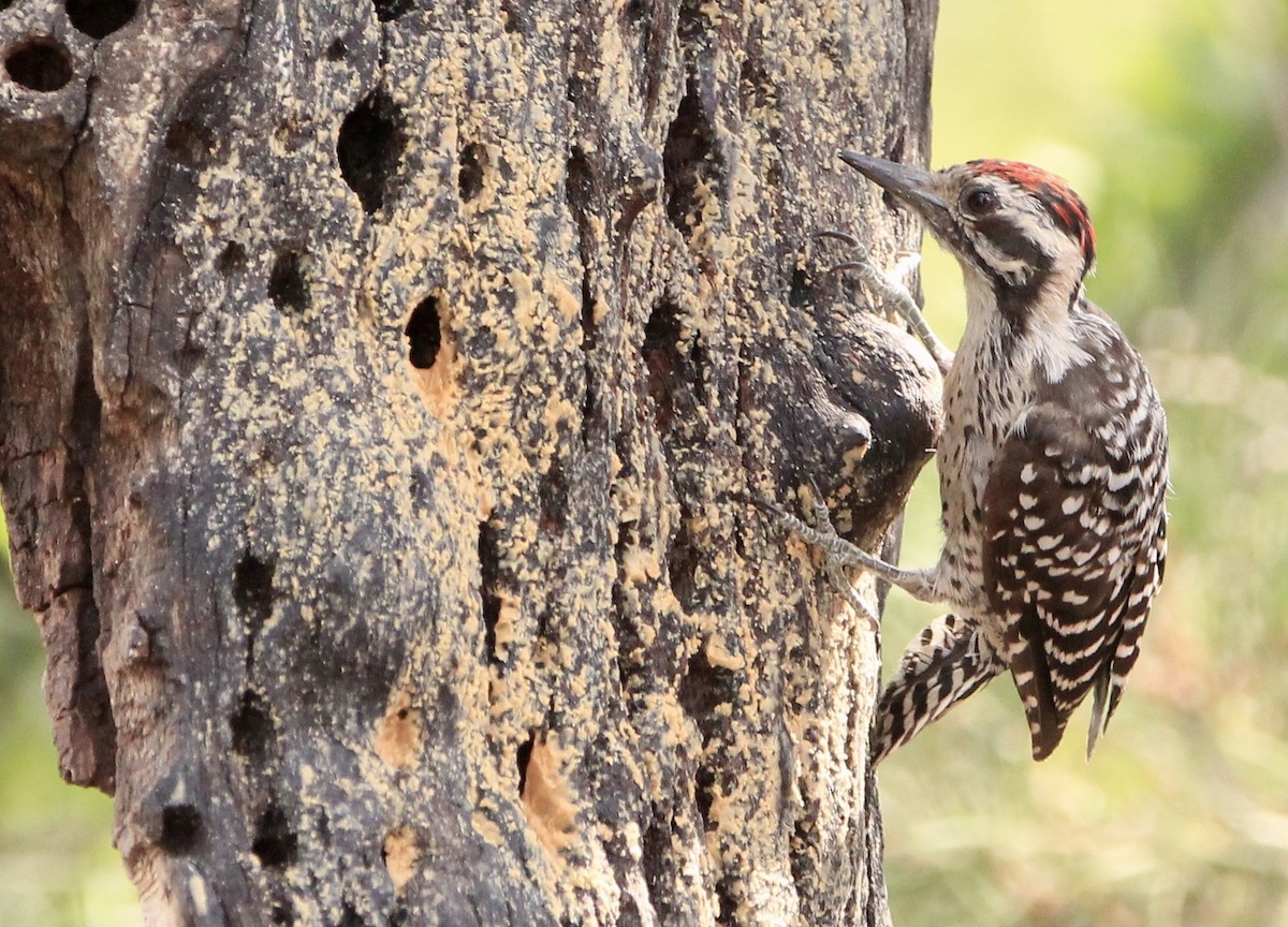 Ladder-backed Woodpecker - ML645082901