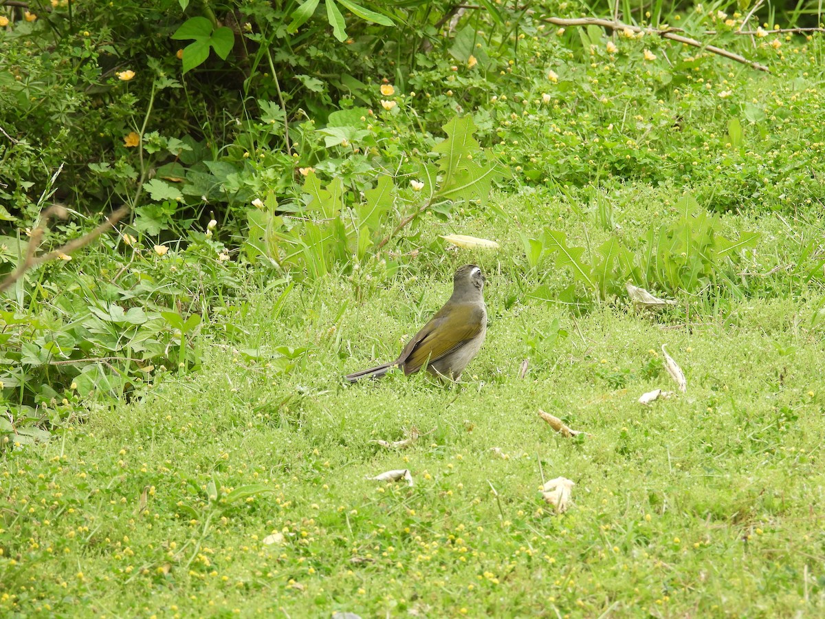 Green-winged Saltator - ML645082906