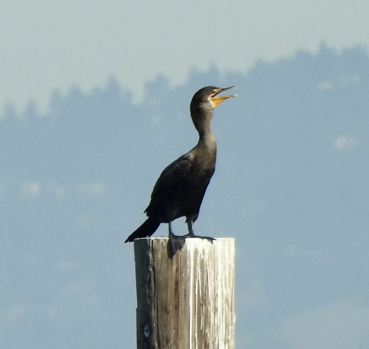 Double-crested Cormorant - ML645082930