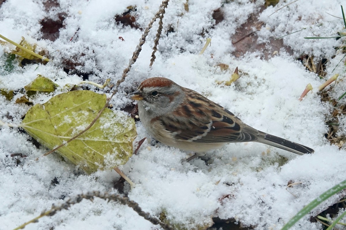 American Tree Sparrow - ML645082933