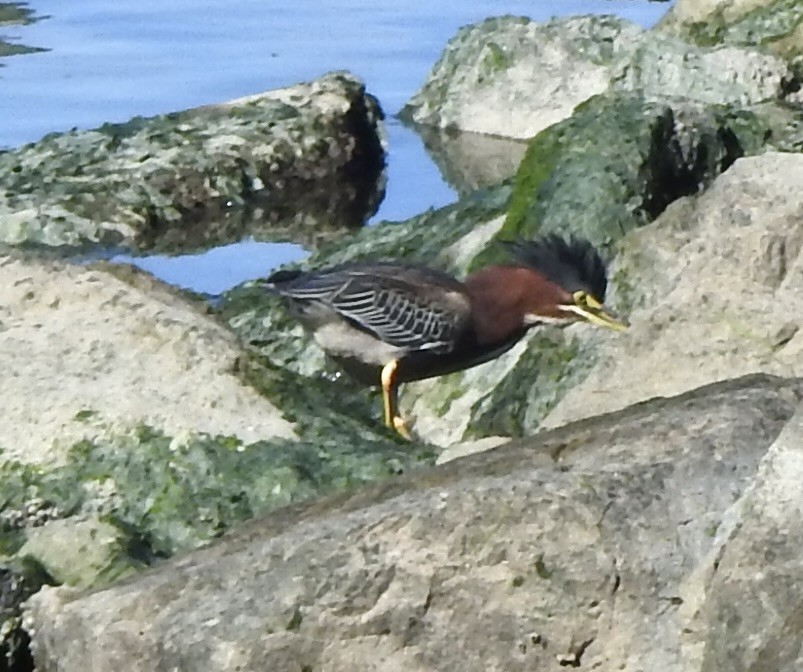 Green Heron - ML645082939