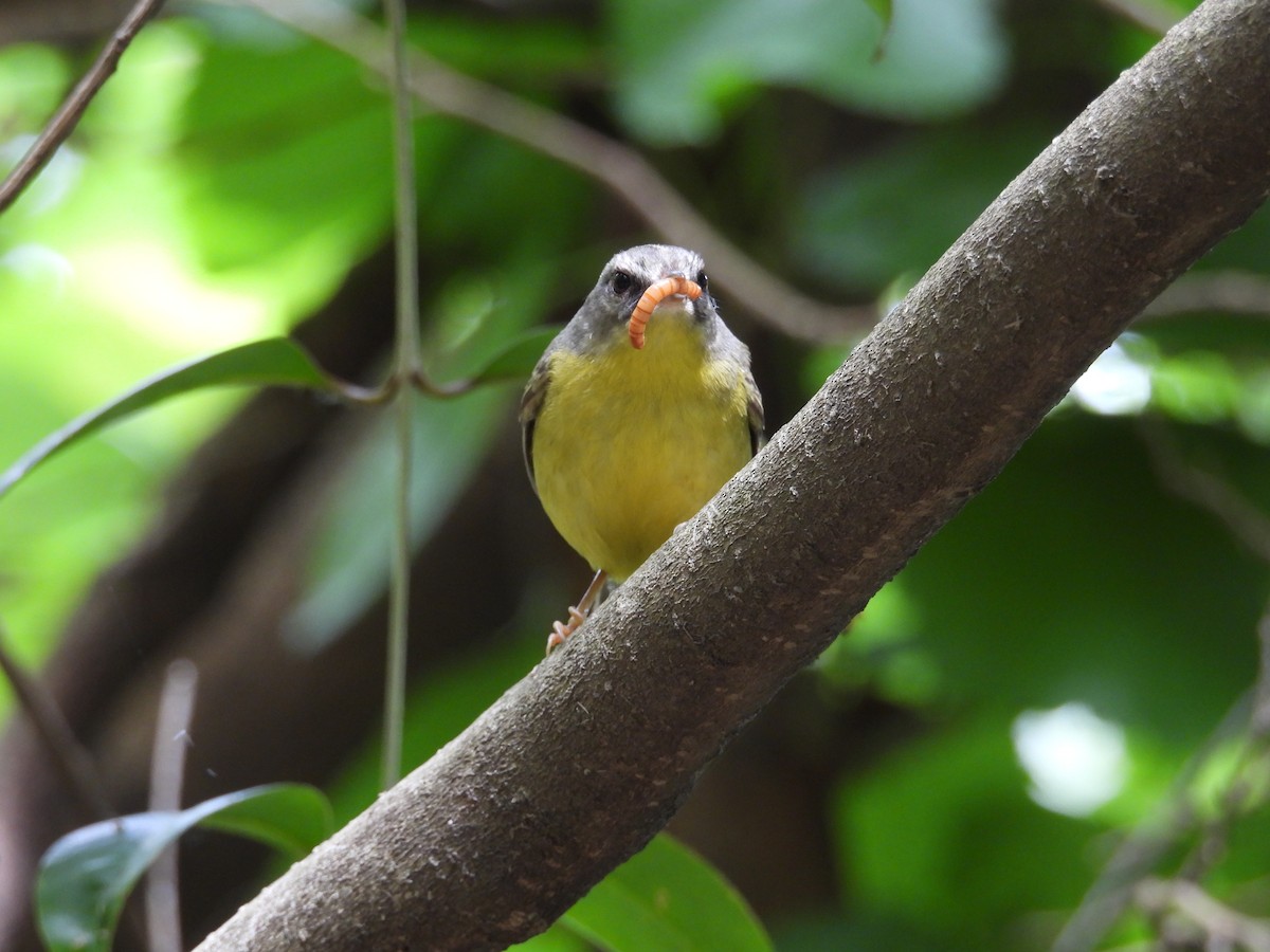 Golden-crowned Warbler - ML645082940