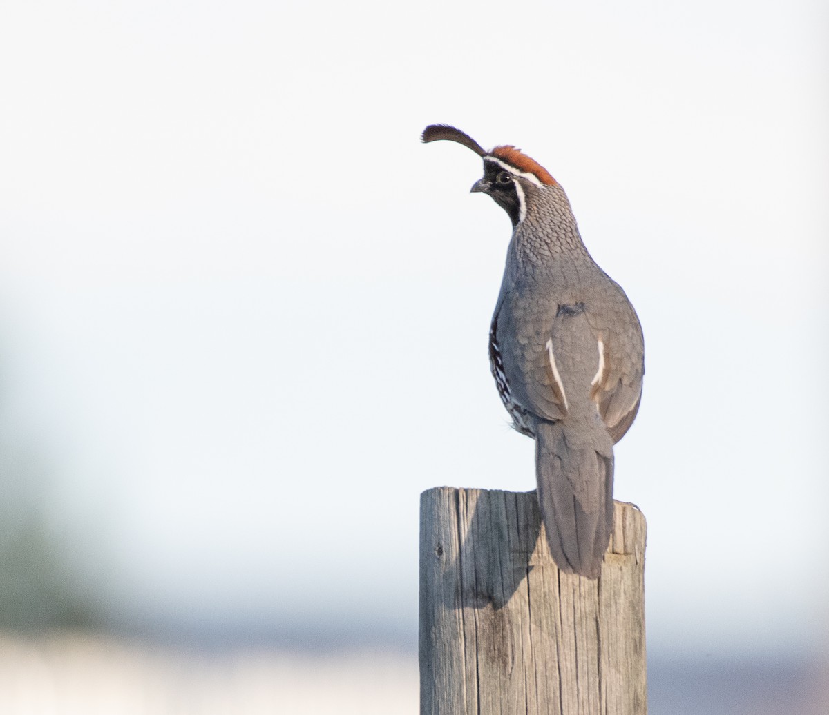 Gambel's Quail - ML645082948
