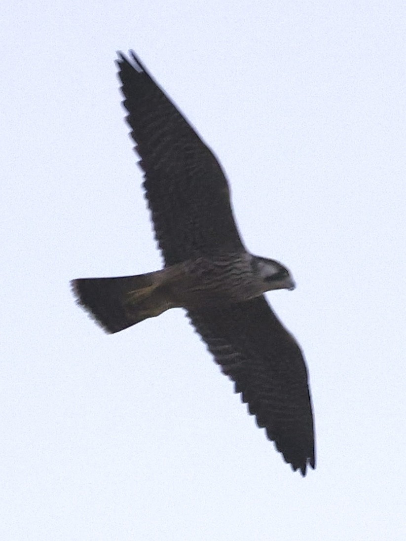 Peregrine Falcon - ML645082952