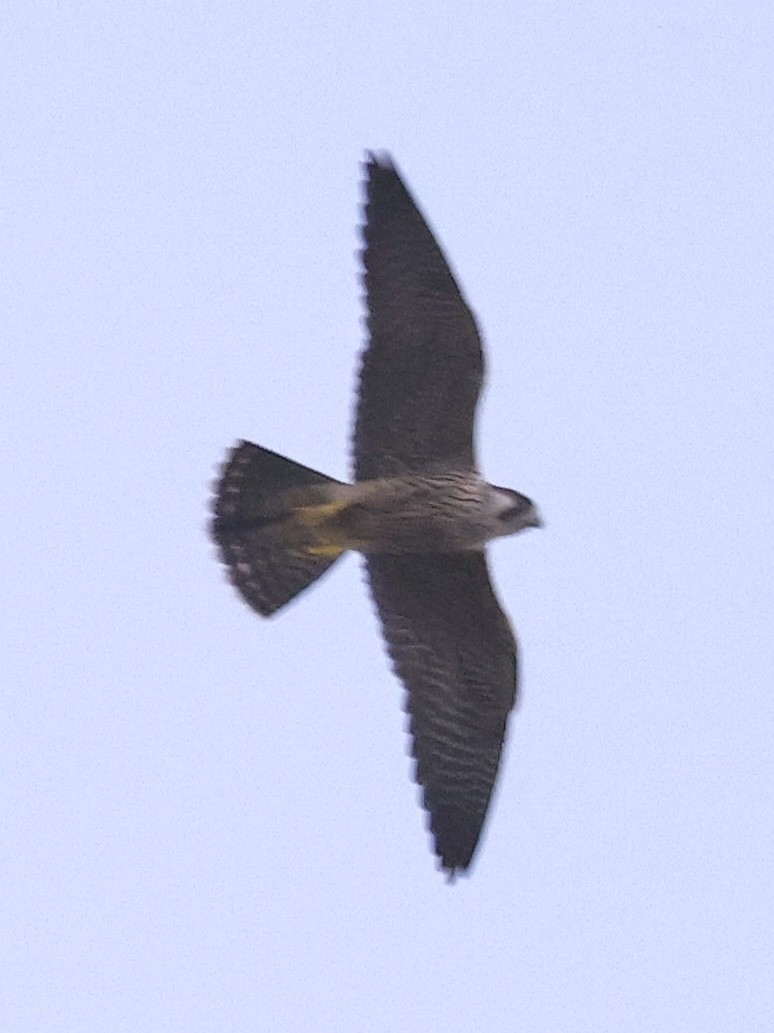 Peregrine Falcon - ML645082953