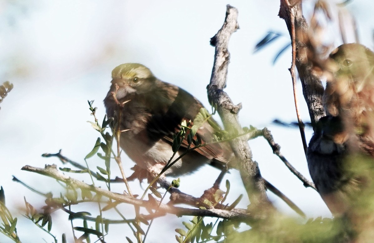 strnadec bělohrdlý - ML645082954