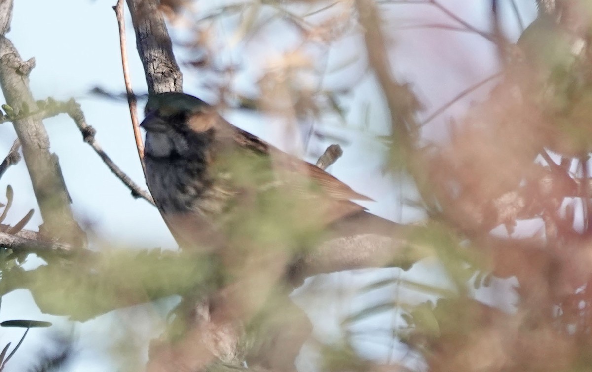 strnadec bělohrdlý - ML645082955