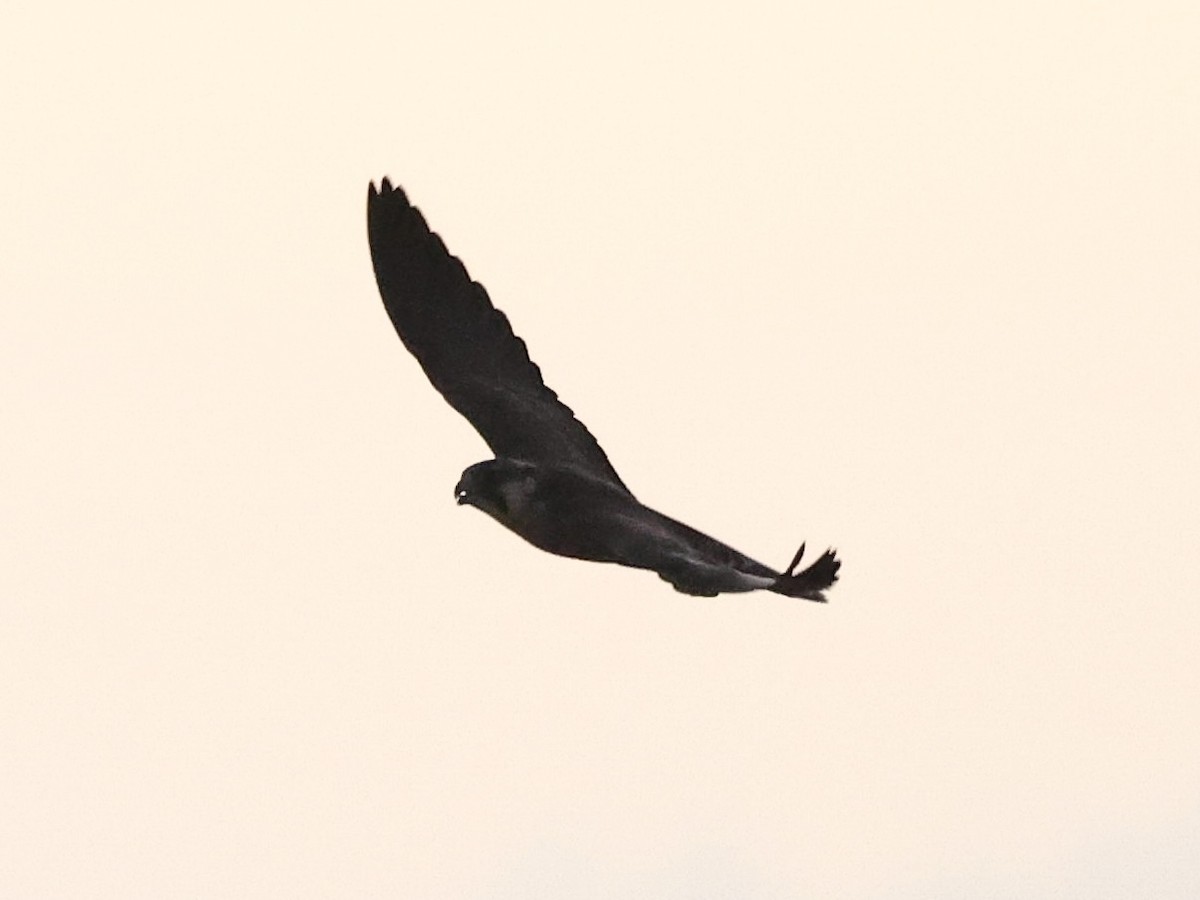 Peregrine Falcon - ML645082956