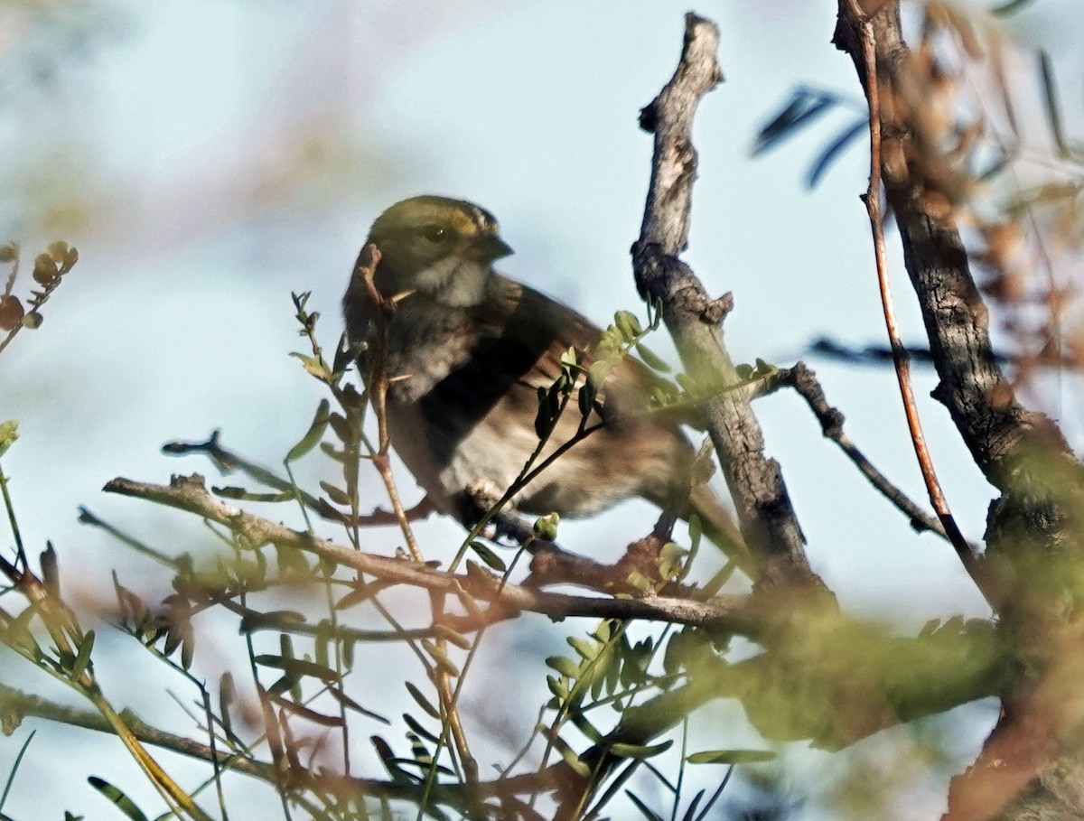 strnadec bělohrdlý - ML645082957