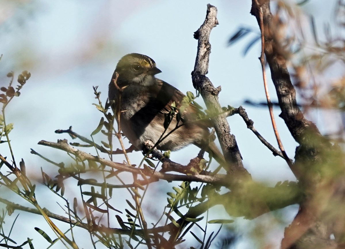 strnadec bělohrdlý - ML645082958