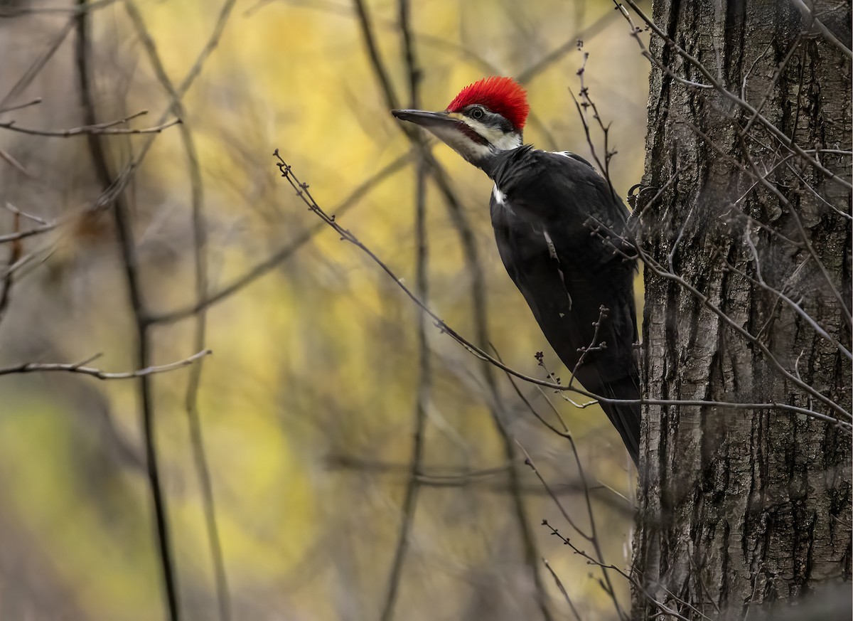 datel chocholatý - ML645082959