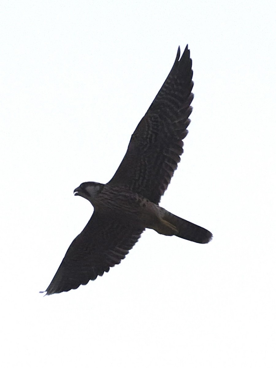 Peregrine Falcon - ML645082961