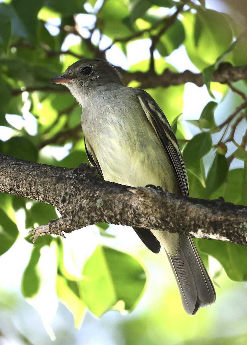 Caribbean Elaenia (Caribbean) - ML645082971