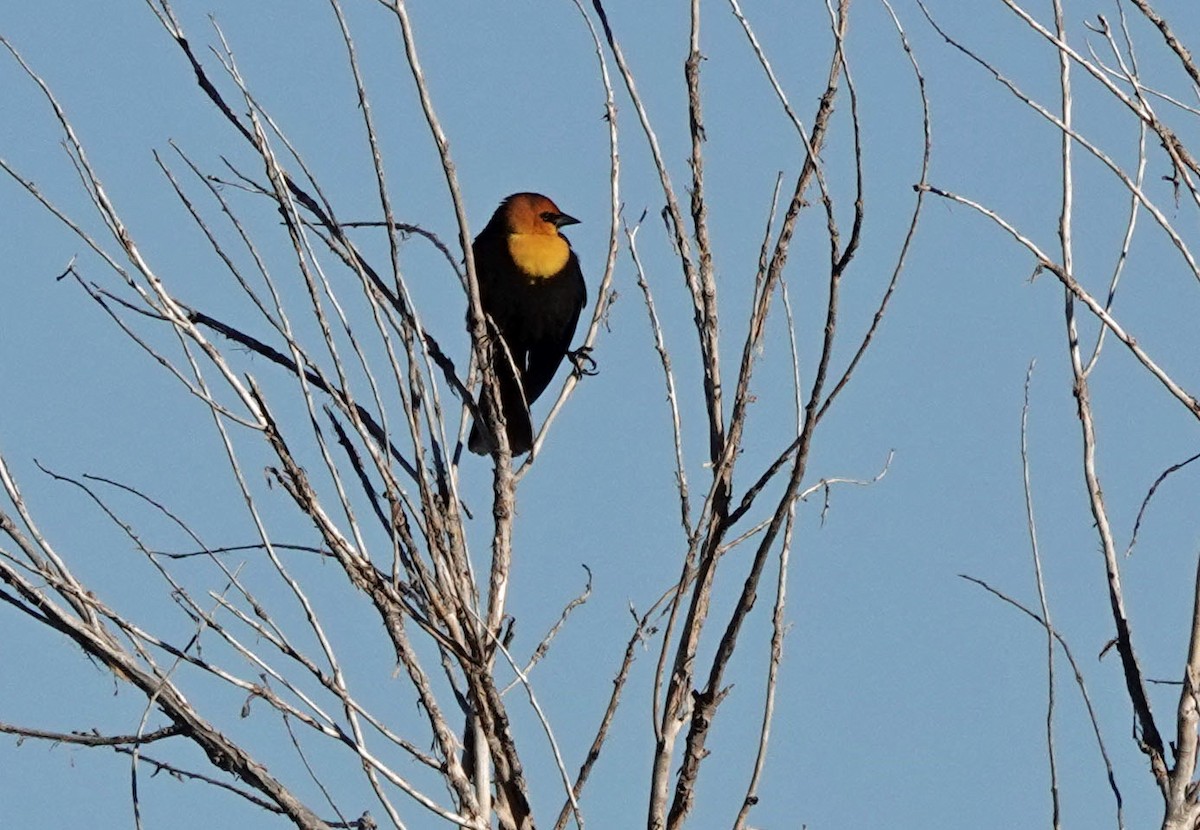 vlhovec žlutohlavý - ML645082986