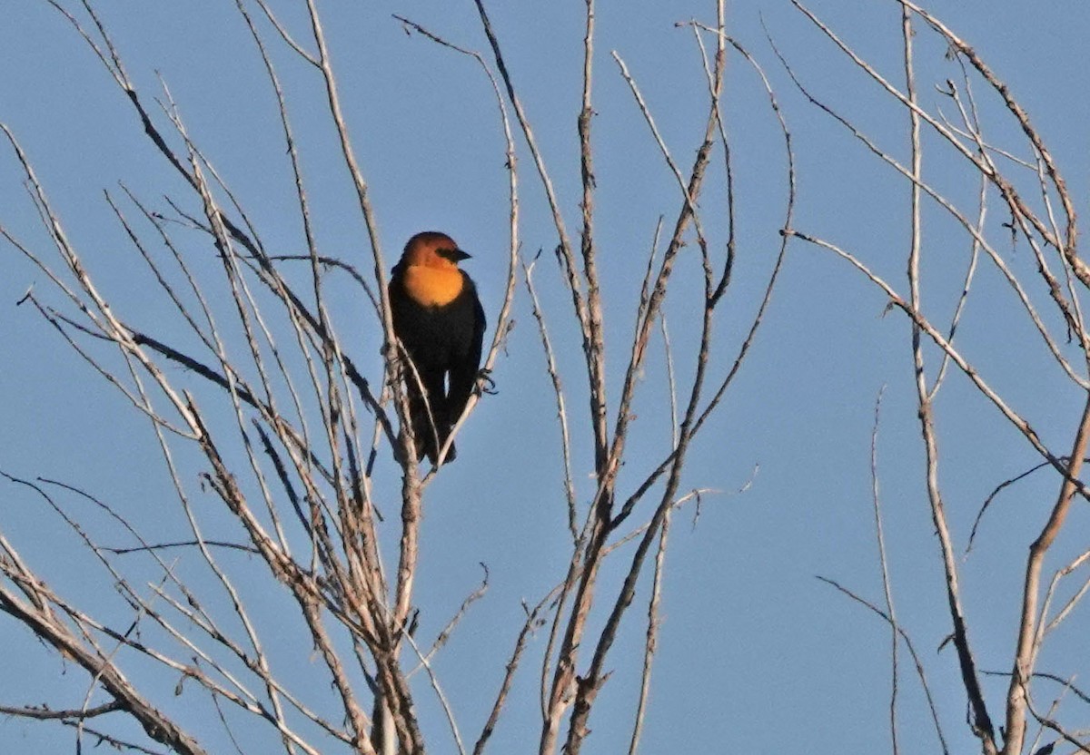 vlhovec žlutohlavý - ML645082987