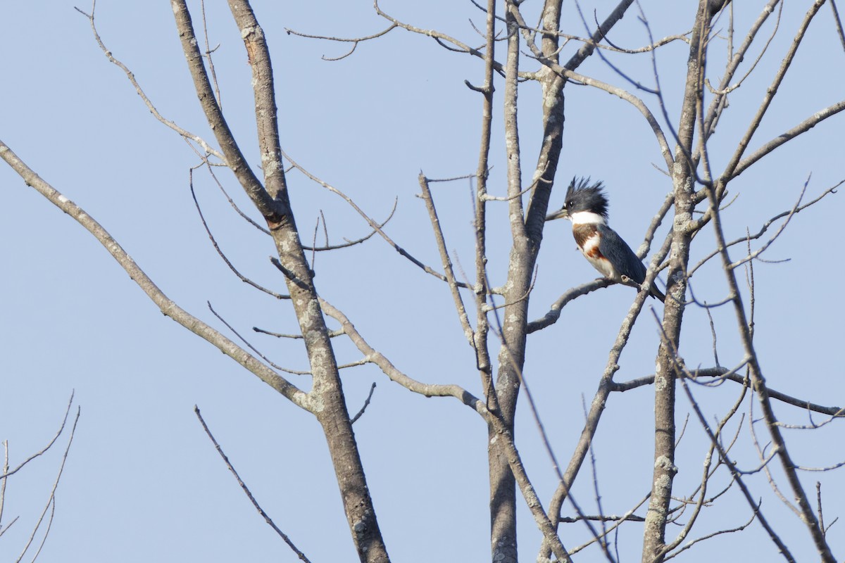 Опоясанный зимородок - ML645082990