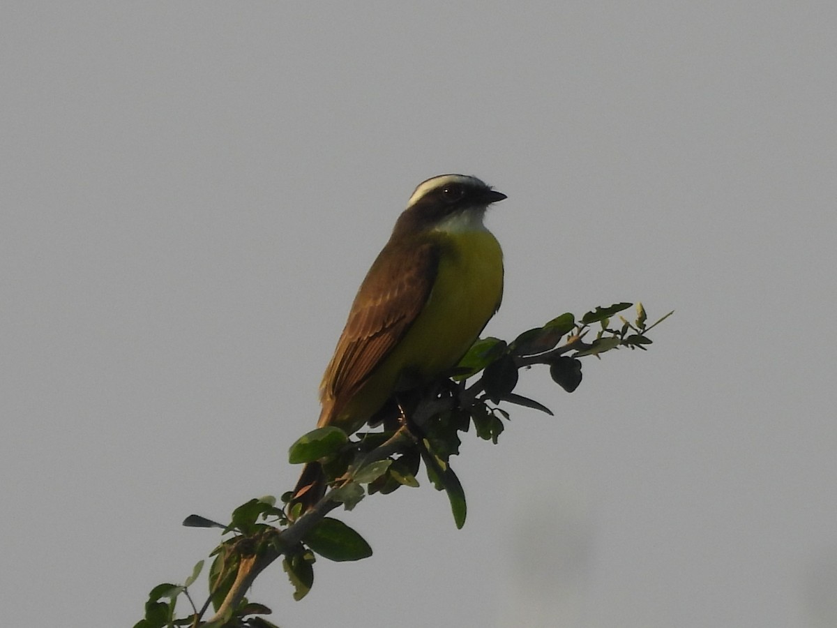 Sosyal Tiran - ML645082998