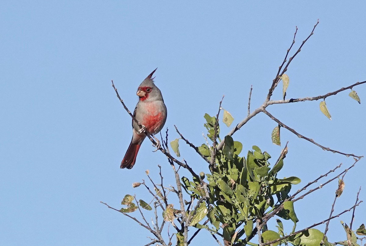 Pyrrhuloxia - ML645083008