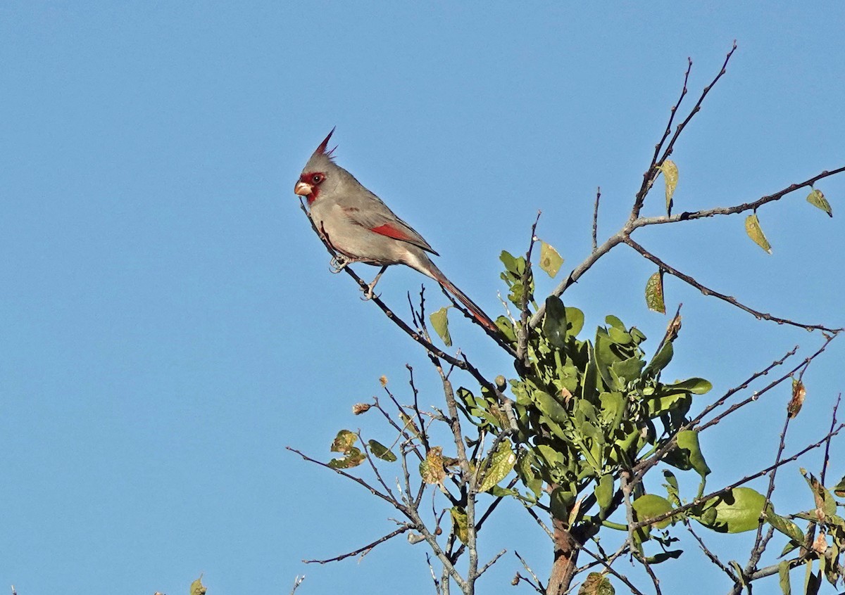 Pyrrhuloxia - ML645083009