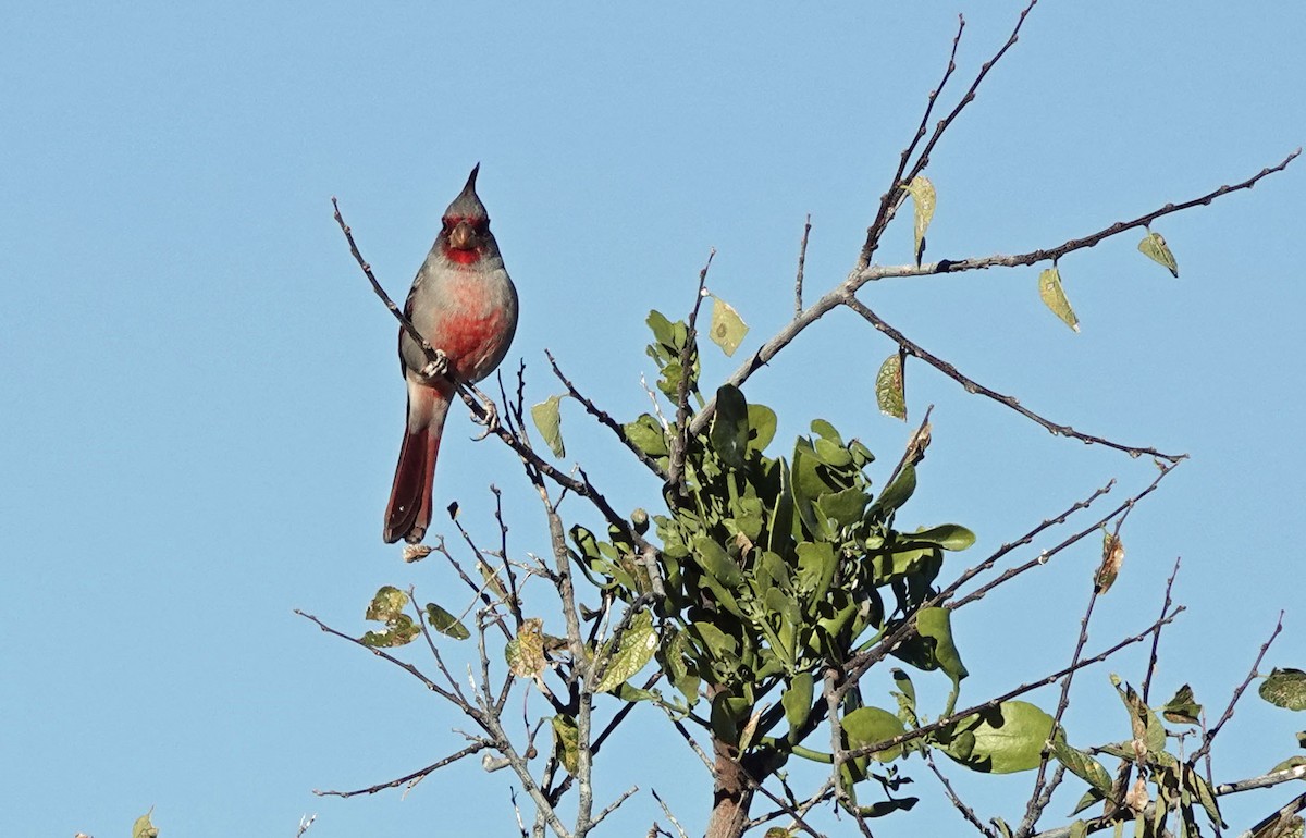 Pyrrhuloxia - ML645083010