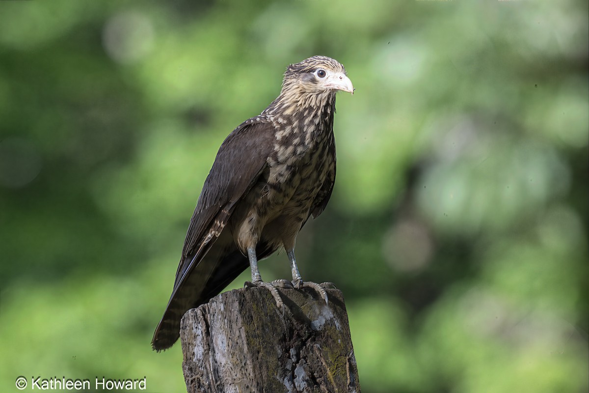 Yellow-headed Caracara - ML645083013