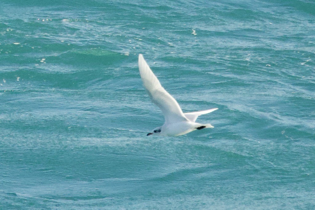 Mediterranean Gull - ML645083018