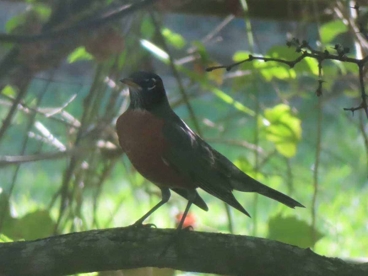 American Robin - ML645083030