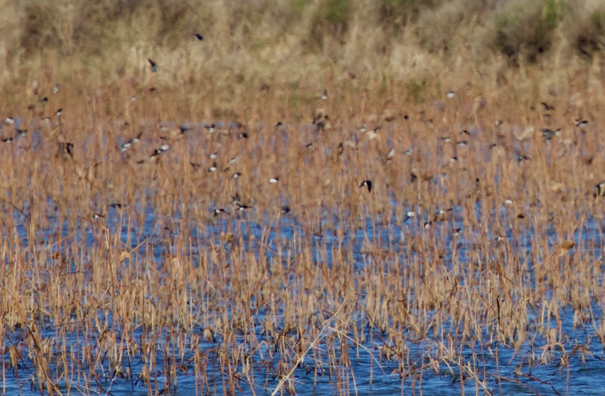 Tree Swallow - ML645083039
