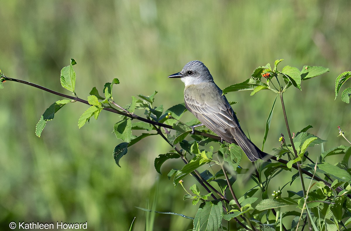 Tropical Kingbird - ML645083045