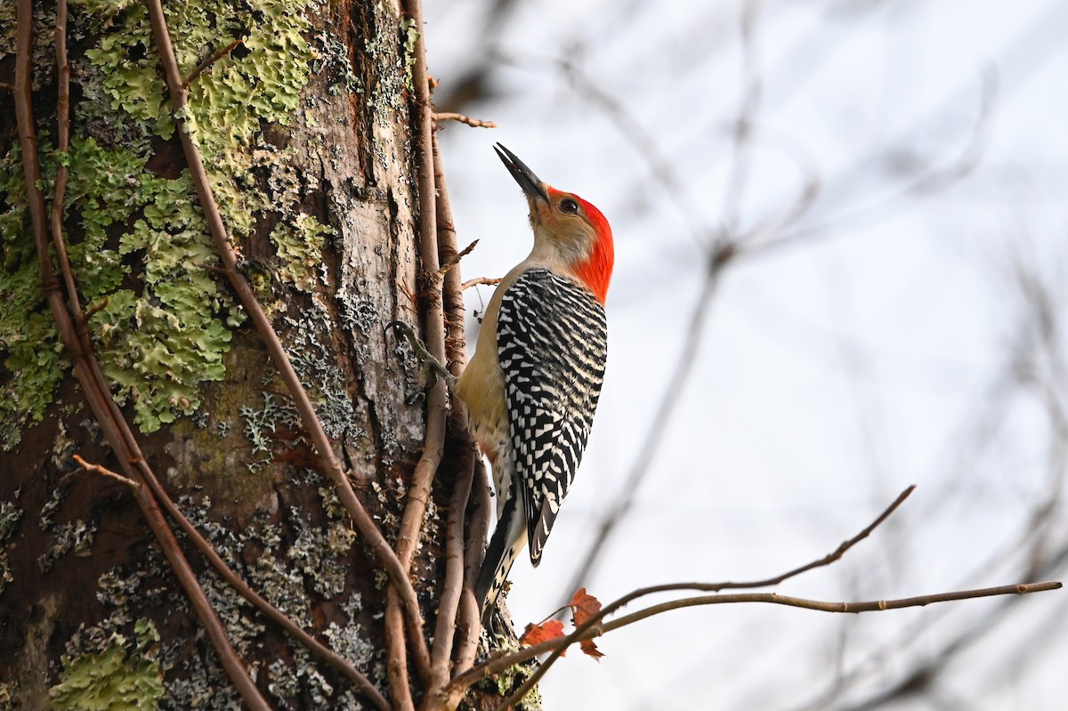 Red-bellied Woodpecker - ML645083052