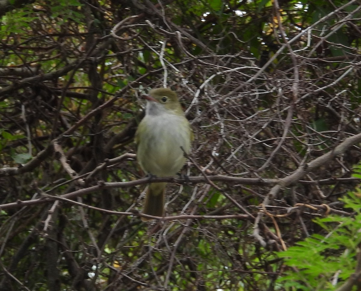 Small-billed Elaenia - ML645083053