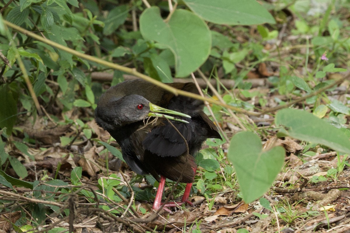 Râle noirâtre - ML645083058