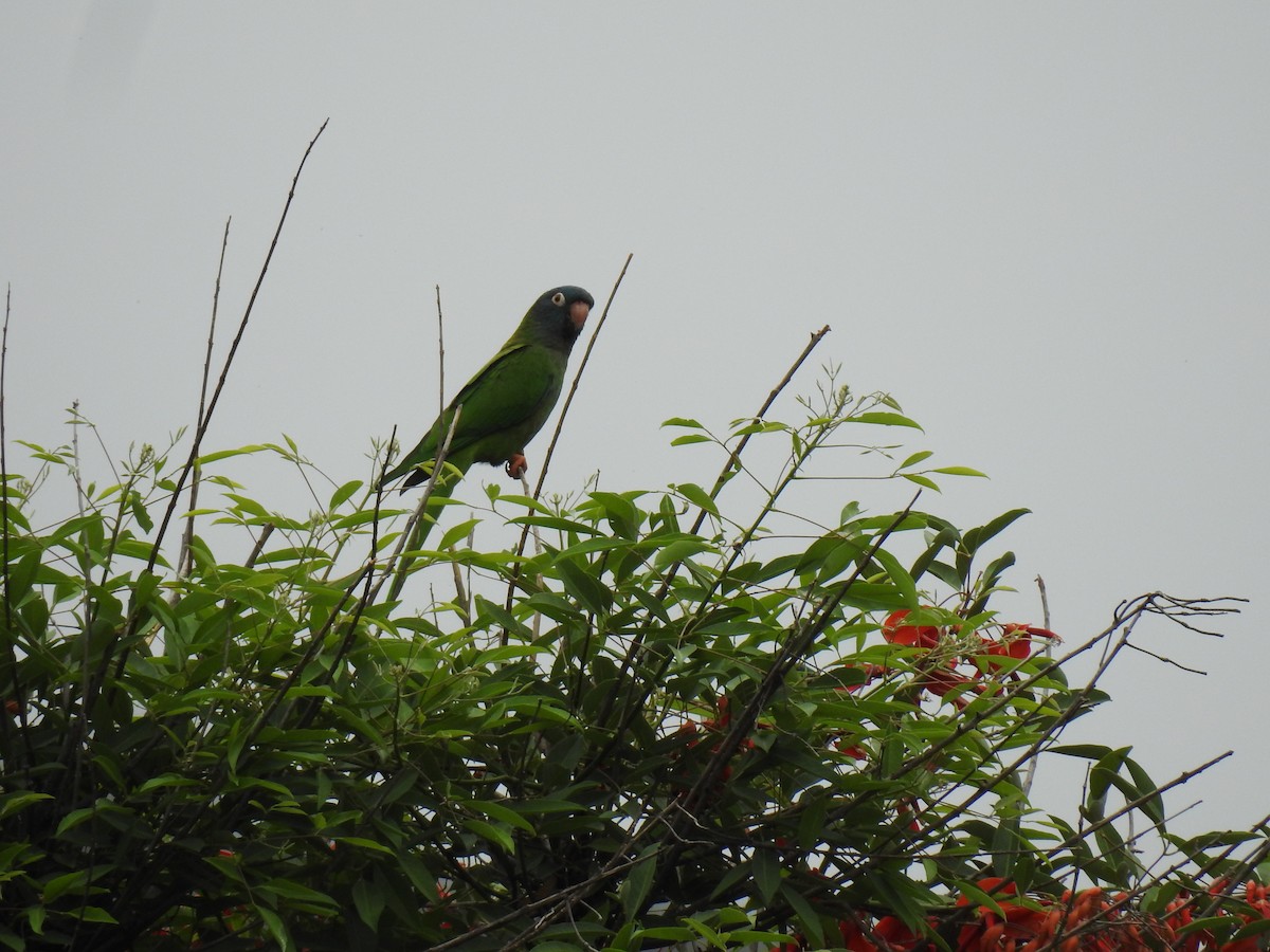 Blue-crowned Parakeet - ML645083060