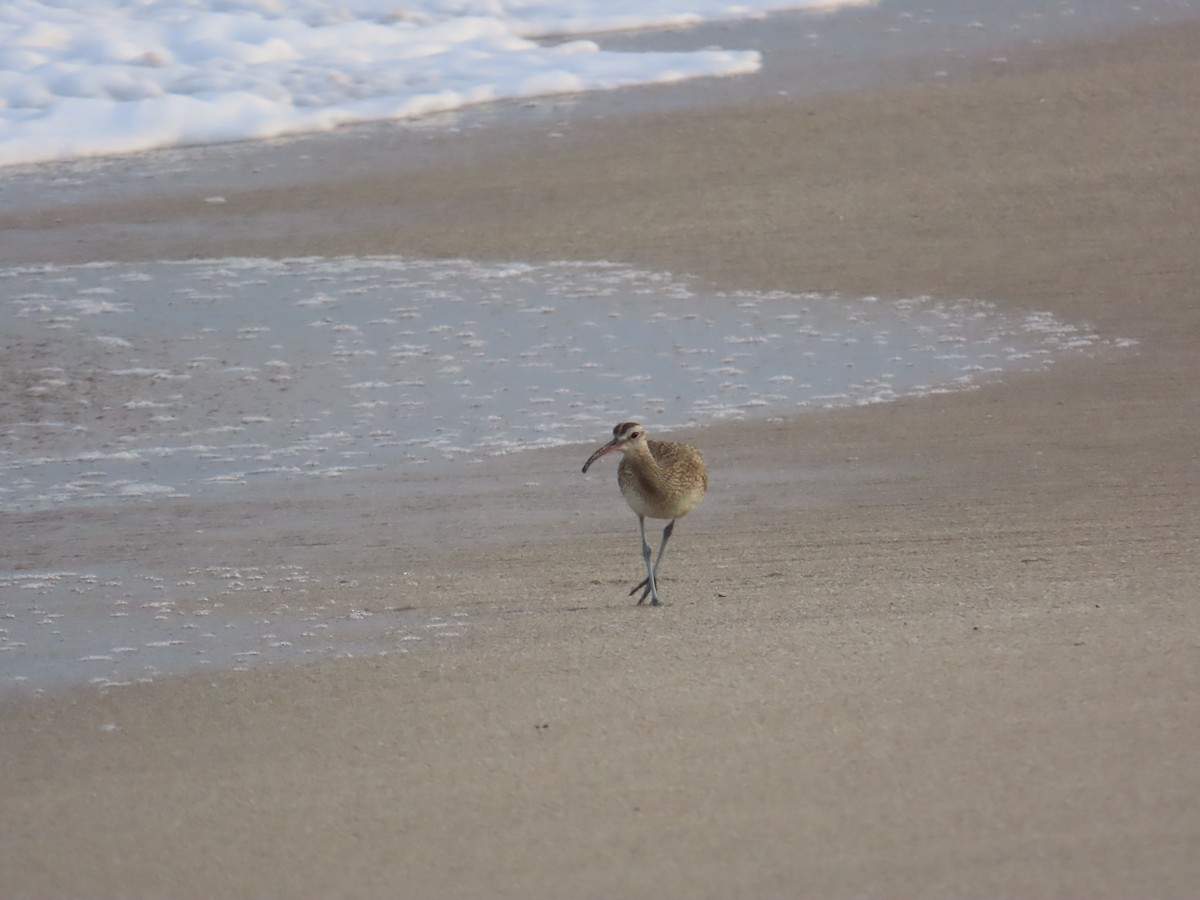 Hudsonian Whimbrel - ML645083090