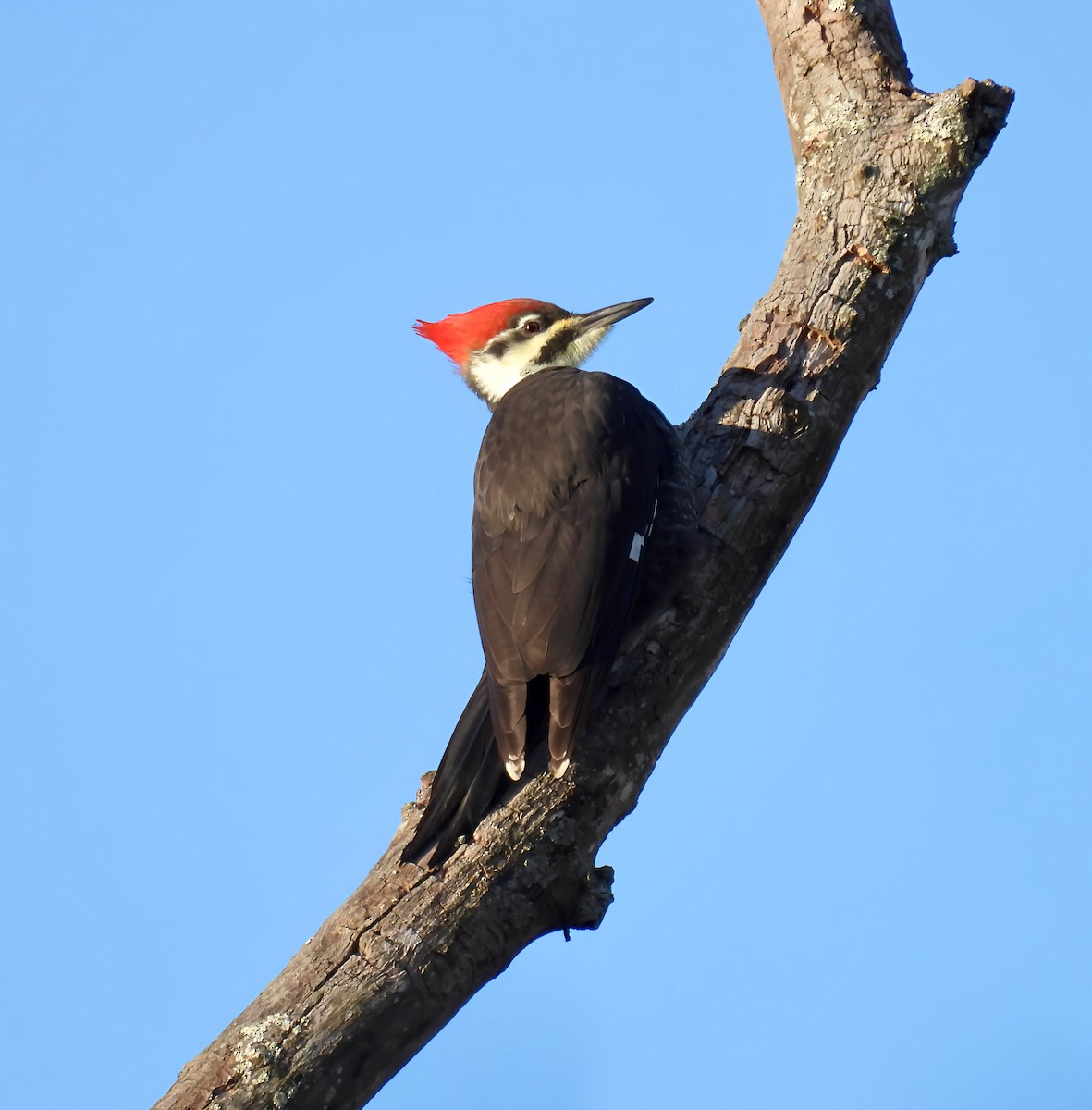 datel chocholatý - ML645083094