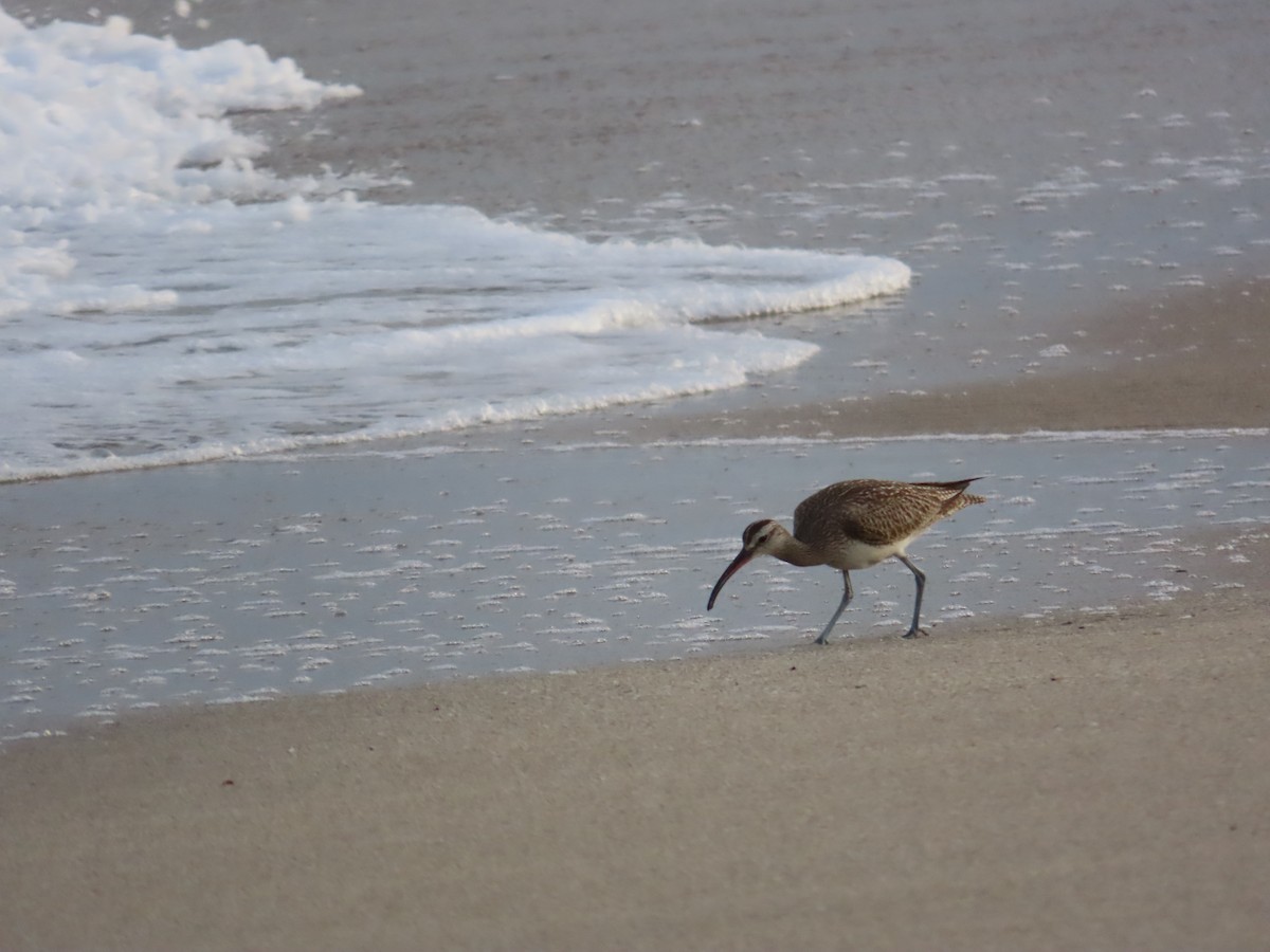 Hudsonian Whimbrel - ML645083095