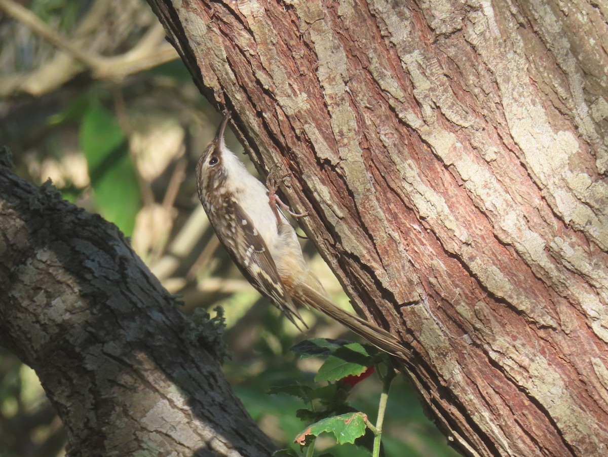 Brown Creeper - ML645083101