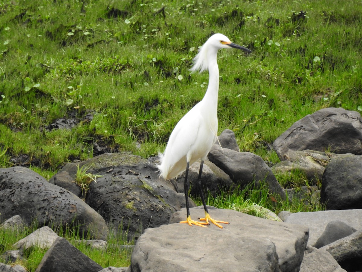 Snowy Egret - ML645083116